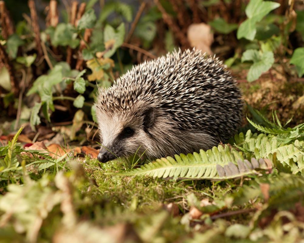 Healthy hedgehogs are best left in the wild